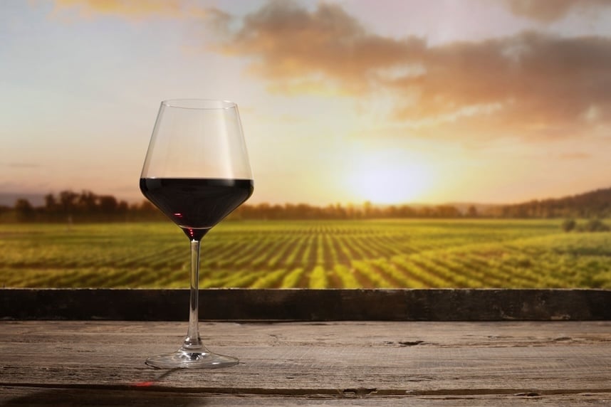 Alla scoperta dei vitigni bordolesi